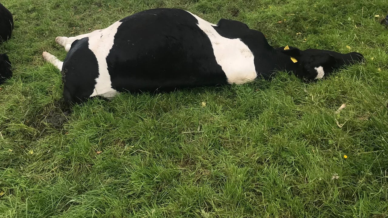 Video: Nitrate poisoning claims 11 cattle on reseeded field in Ireland