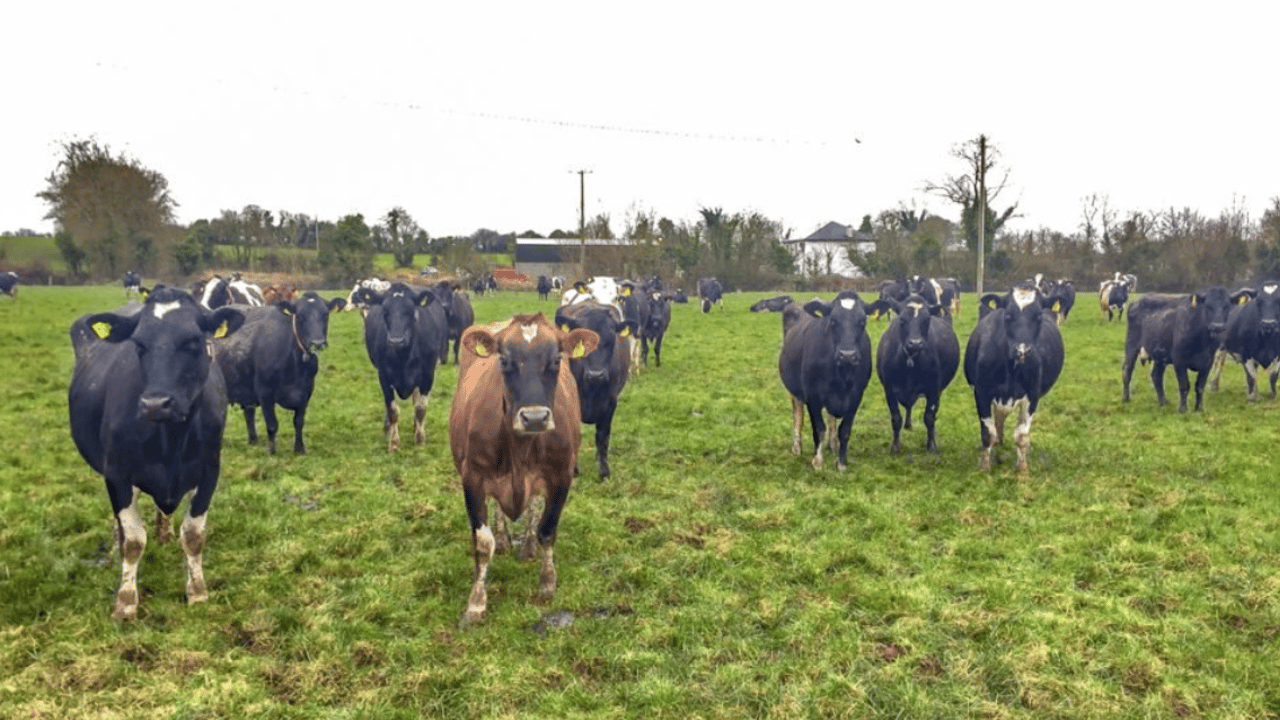 How one dairy farmer went from an employee to farm manager and business partner