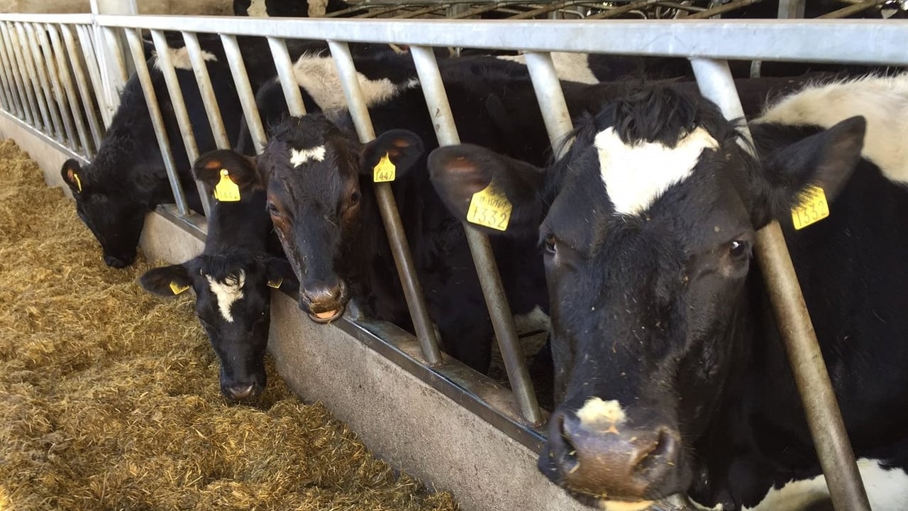 UN General Assembly sees agreement to reduce AMR use