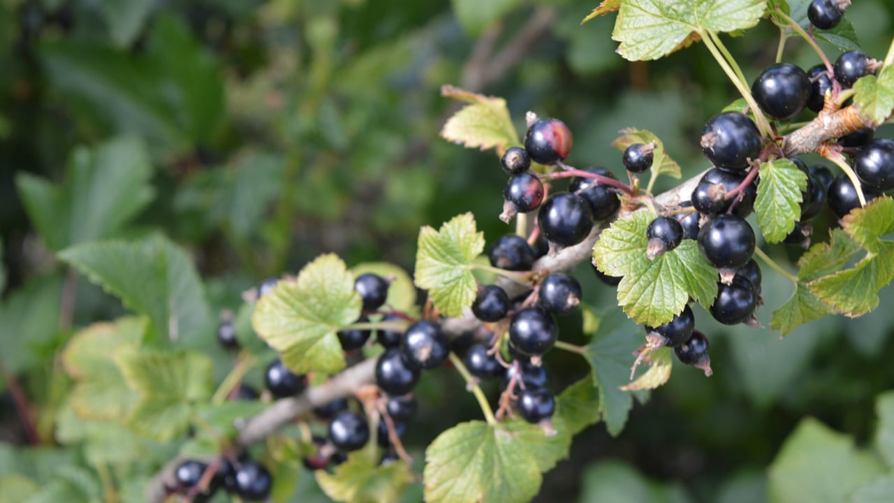 How blackcurrants could become the next ‘superfood’ in UK stores