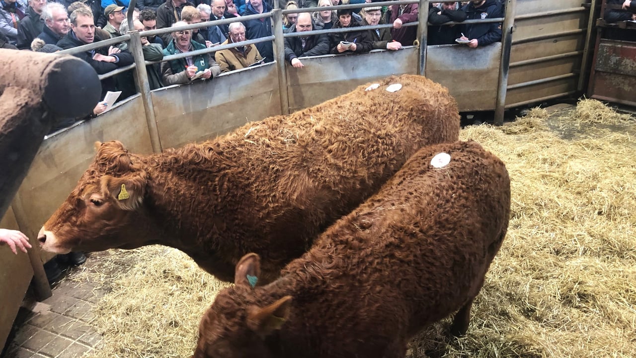 Gronw Herd dispersal sale tops at 5,000gns