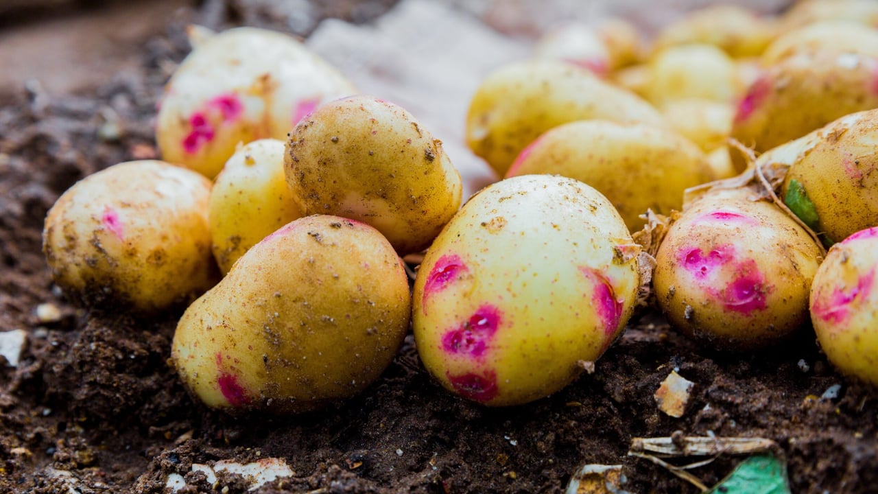 Grow Your Own Potatoes Programme to continue in 2021