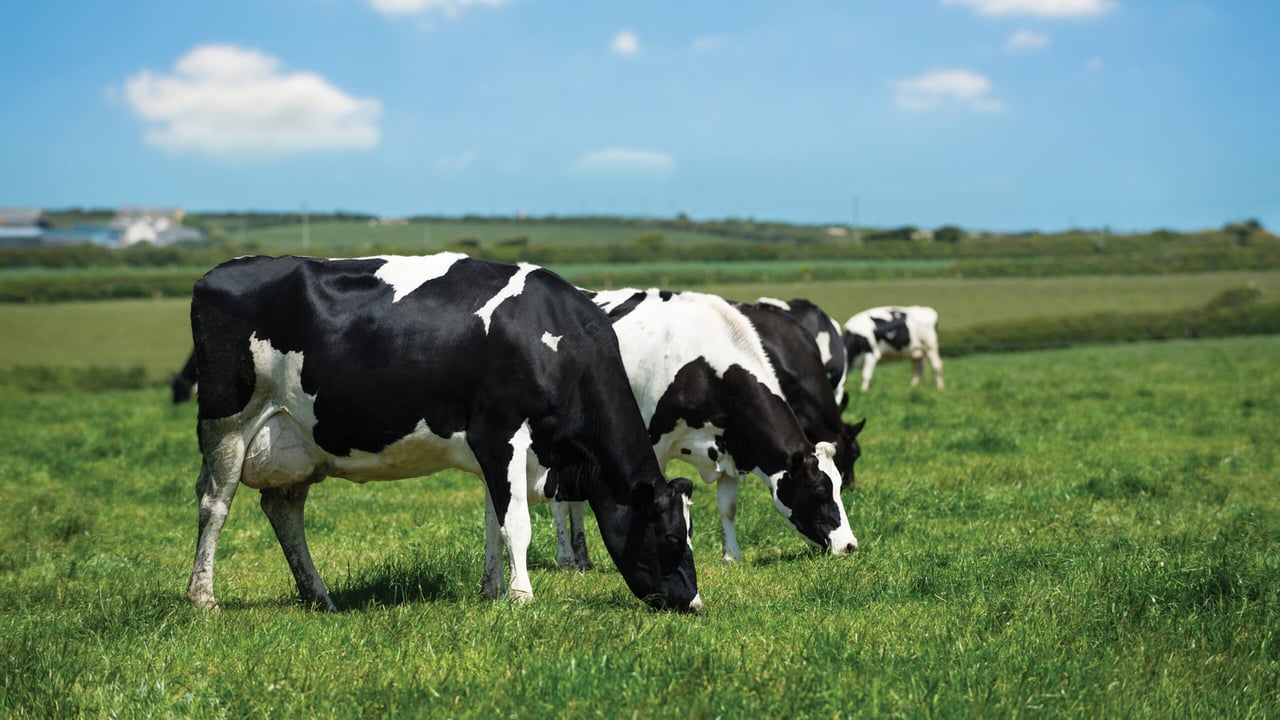 Rabobank confirms that world milk output has flat lined
