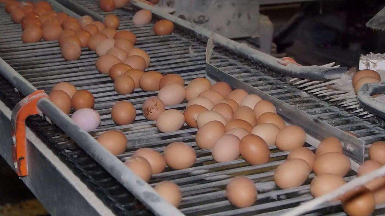 NFU member and egg producer wins court case on business rates