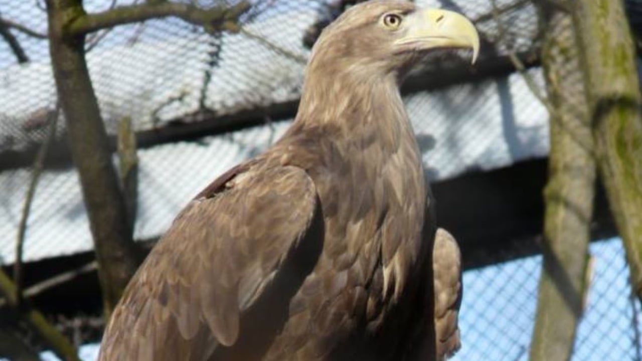 UK government to contribute £4m in funding to fight international wildlife crime