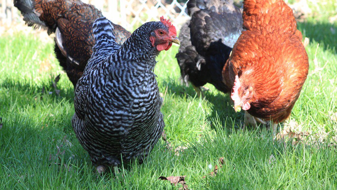 Fox breaks into chicken coop…and gets pecked to death