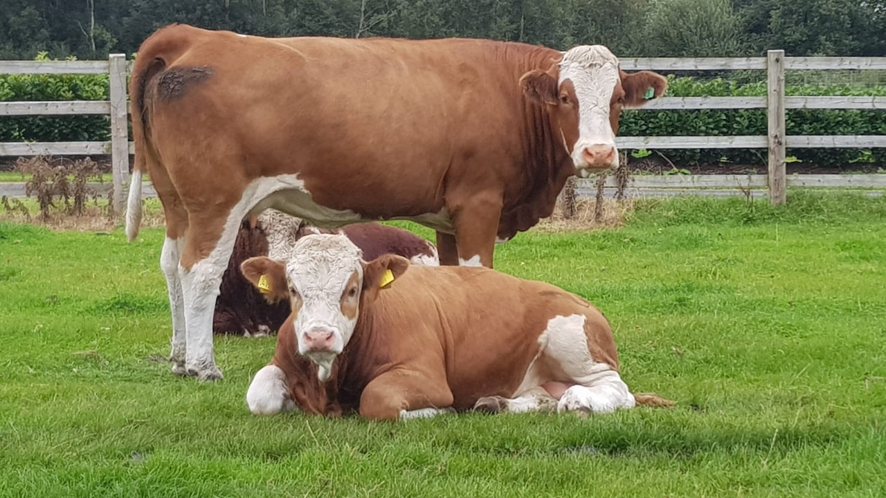 ‘Grazed grass isn’t that environmentally friendly’