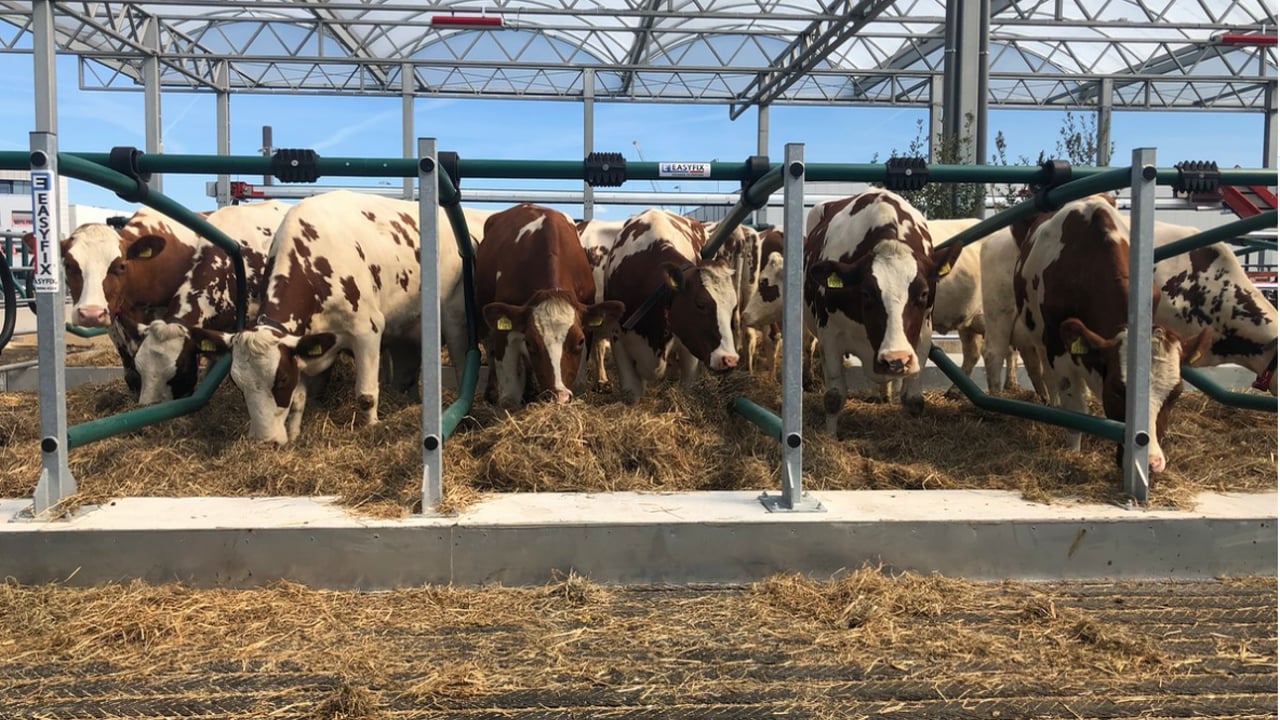 Cows arrive aboard ‘world’s first’ floating farm in Dutch city