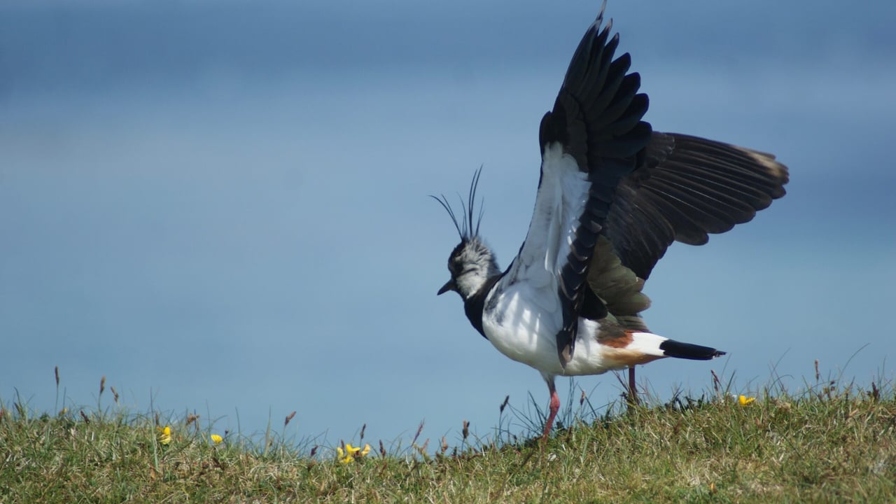 Working for waders: Bringing wading birds back to Scottish farmland