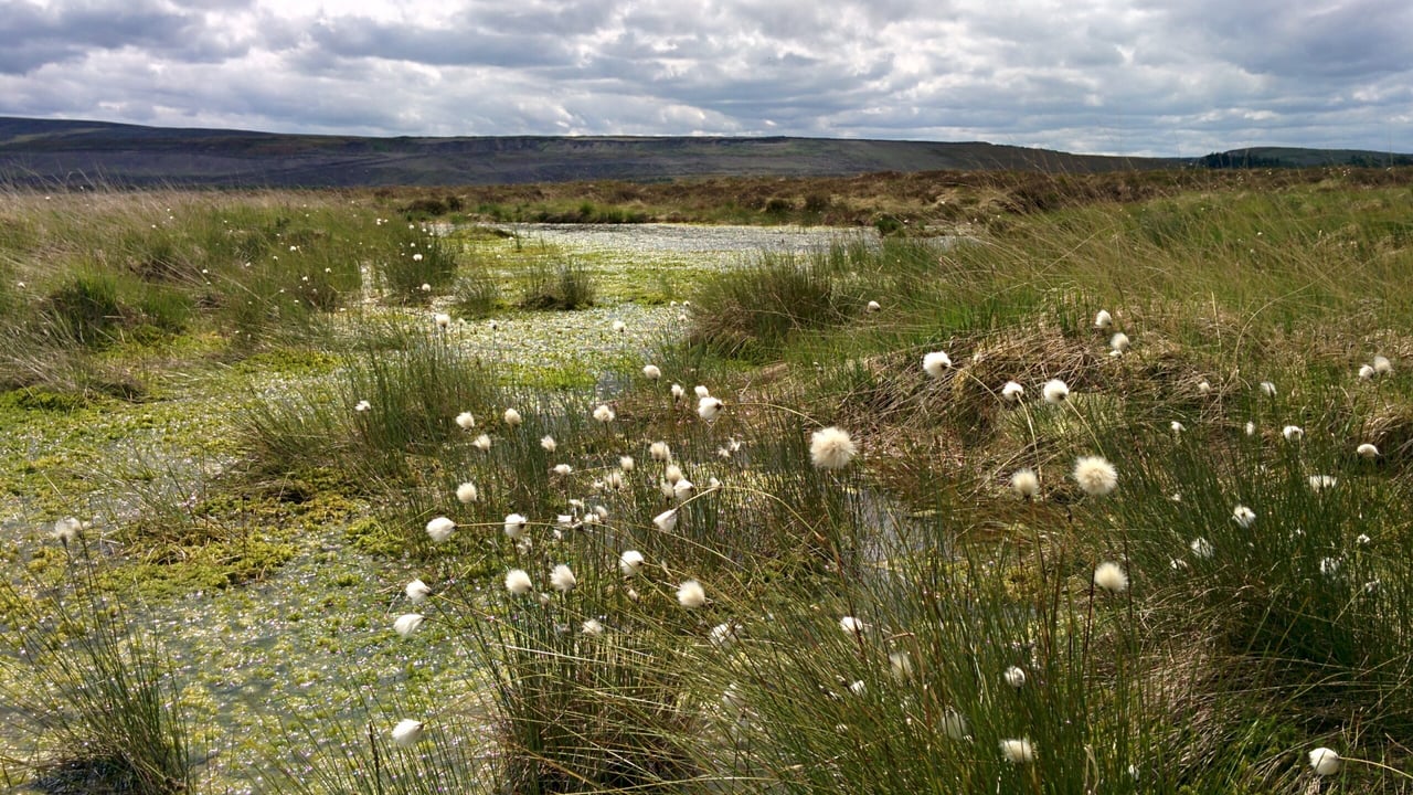 Natural England launches first round of Discovery Grants for peatland restoration