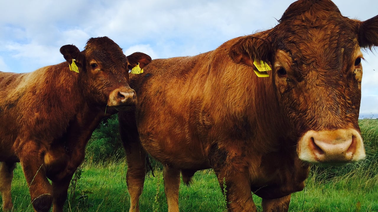Almost 11,000 cattle reported lost or stolen in 3 years in NI