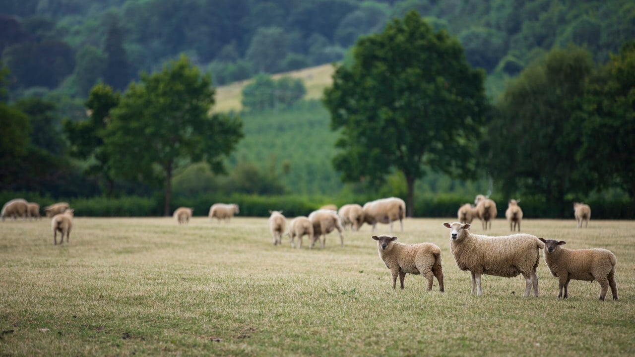 NSA launches its 2021 sheep worrying survey