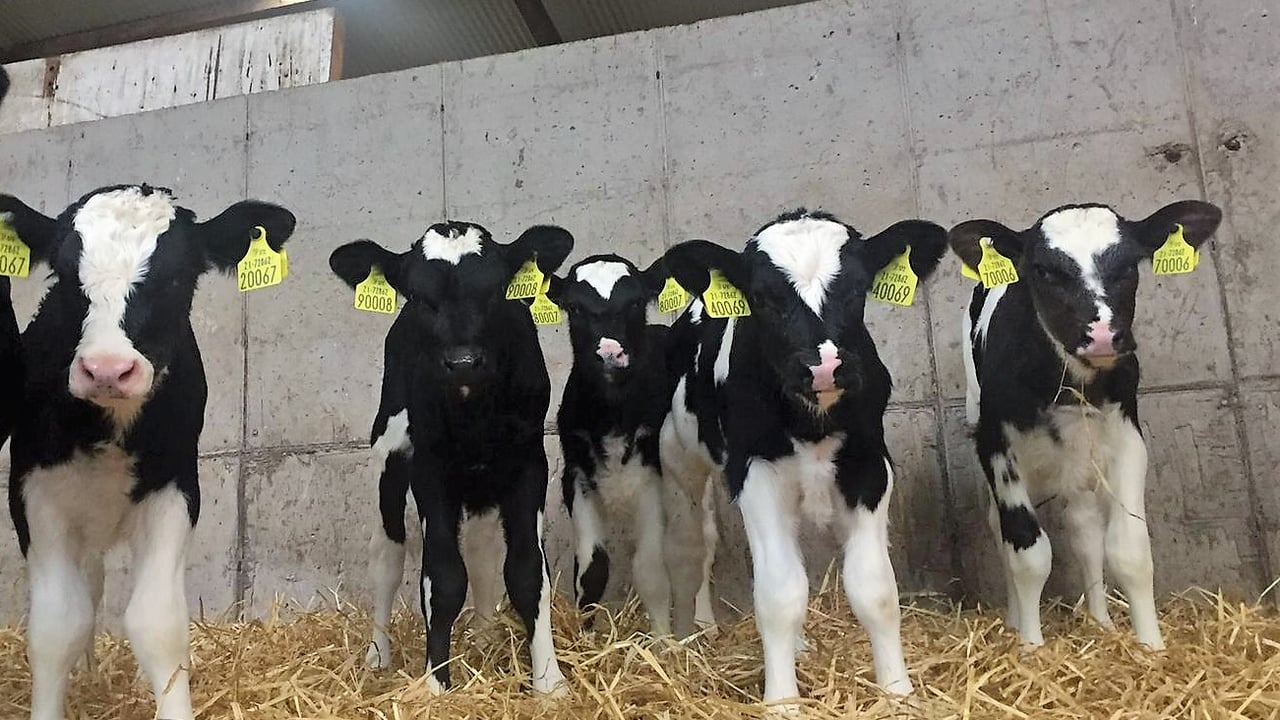 Beef and dairy producers should prioritise minerals – Rumenco