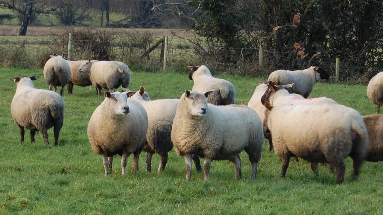 First ‘Sheep Production Show’ to go live this weekend
