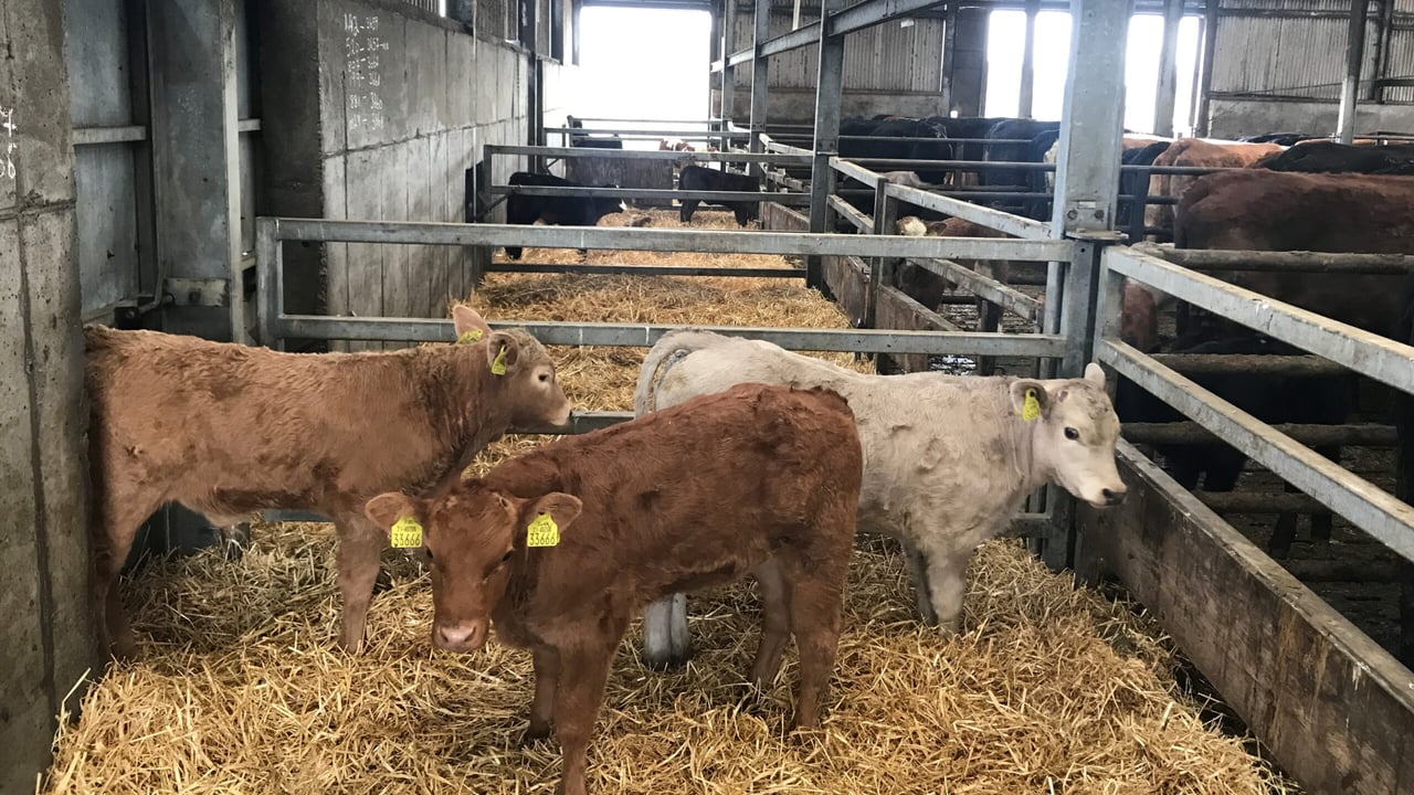 Should I vaccinate my suckler cows against calf scour?