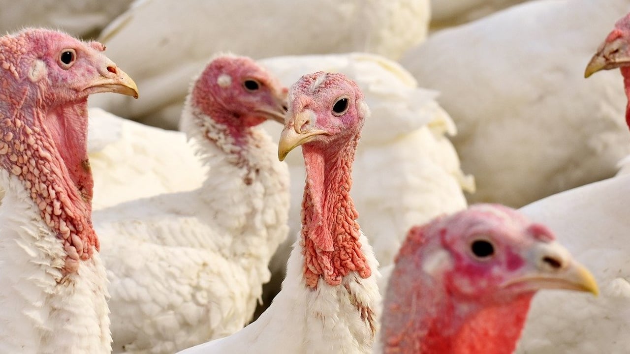 Half of free-range Christmas turkeys impacted by bird flu