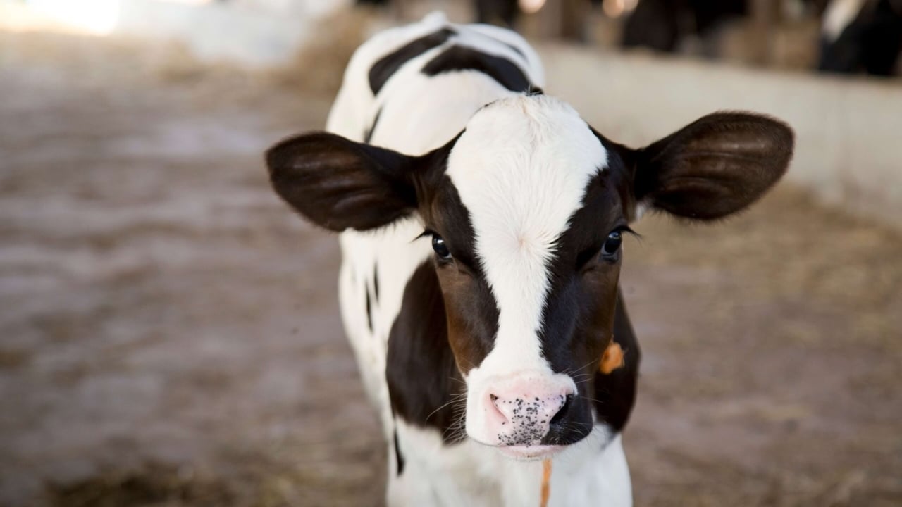 Cornish farmer wins Calf Rearer of the Year Award