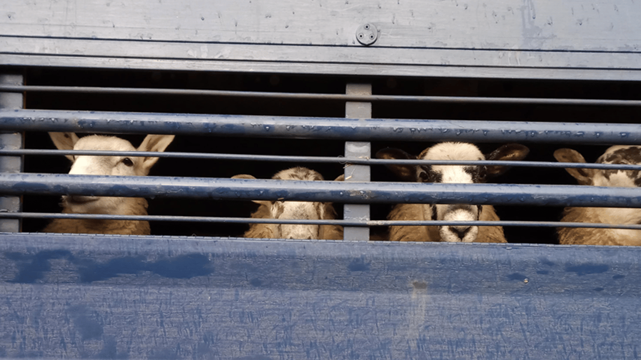 Parliamentary report on small abattoirs recommends series of government interventions