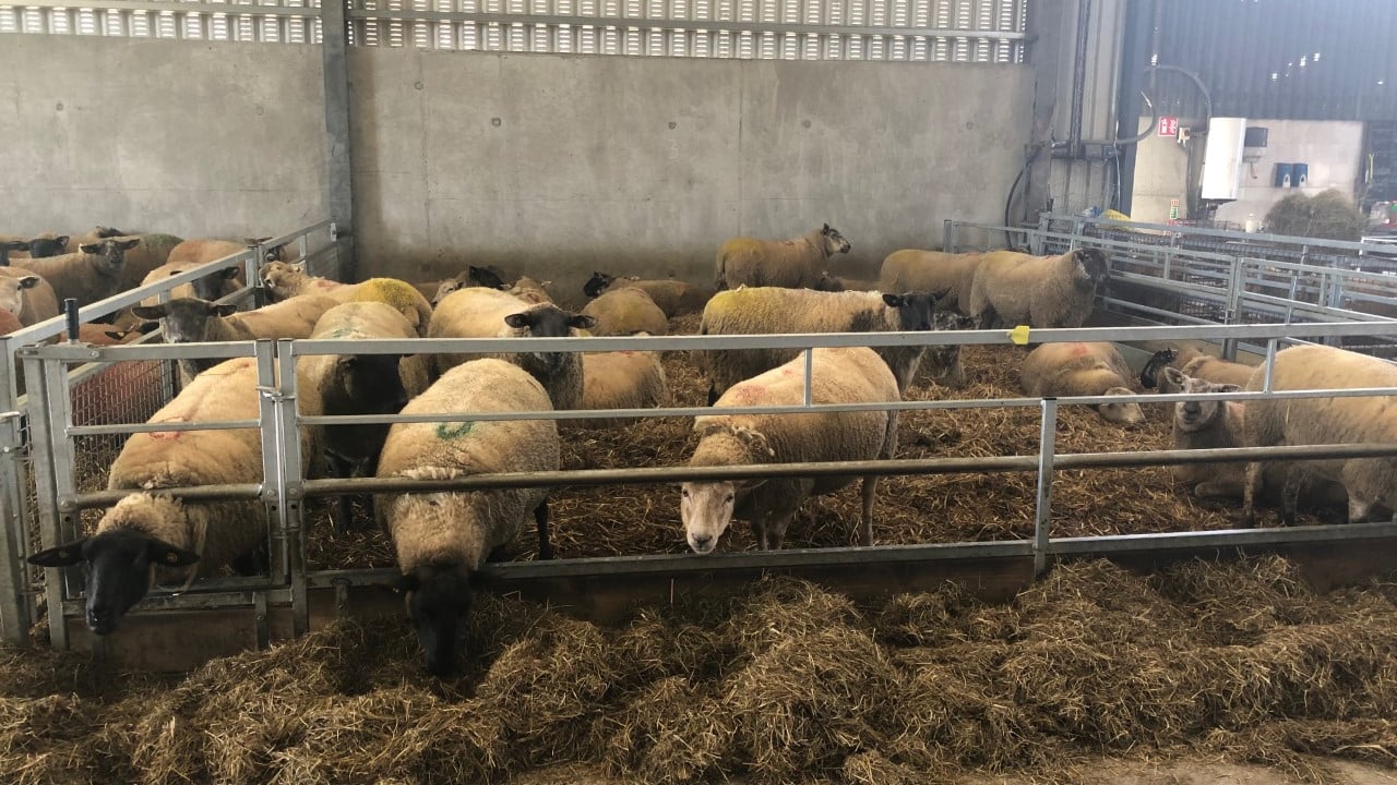 Ewe management: It’s time to administer clostridial vaccinations