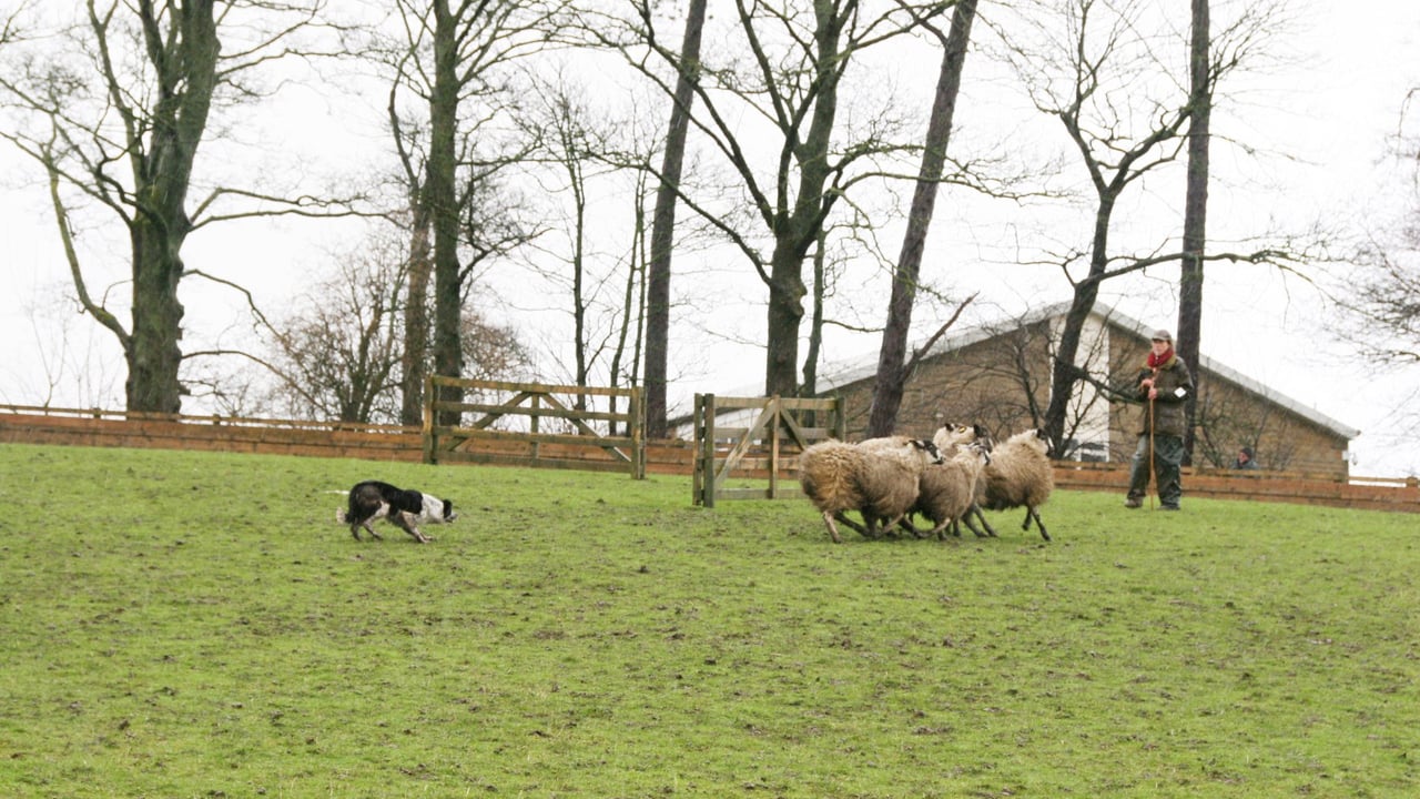 Dog owners ‘responsible’ for ensuring livestock attacks do not happen