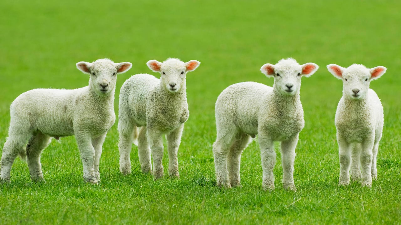Scottish sheep farmers urged to donate to Lamb Bank 2024