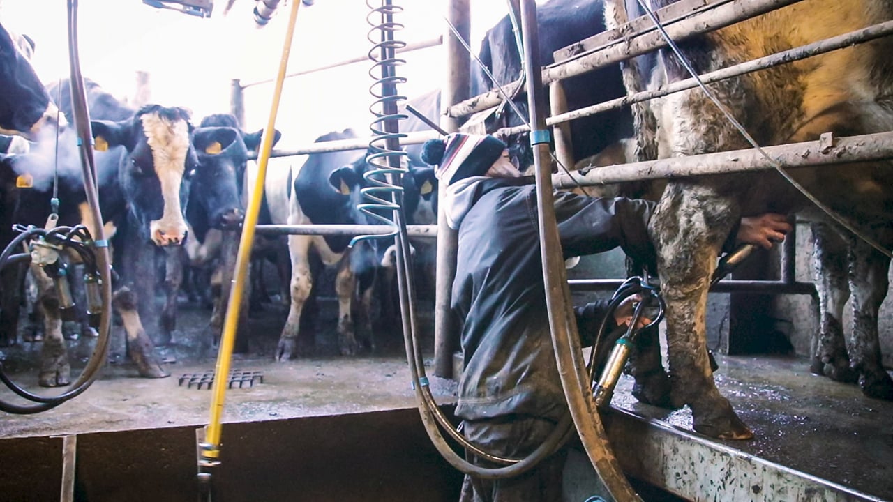 Refreshed strategy for the Scottish Dairy sector launched
