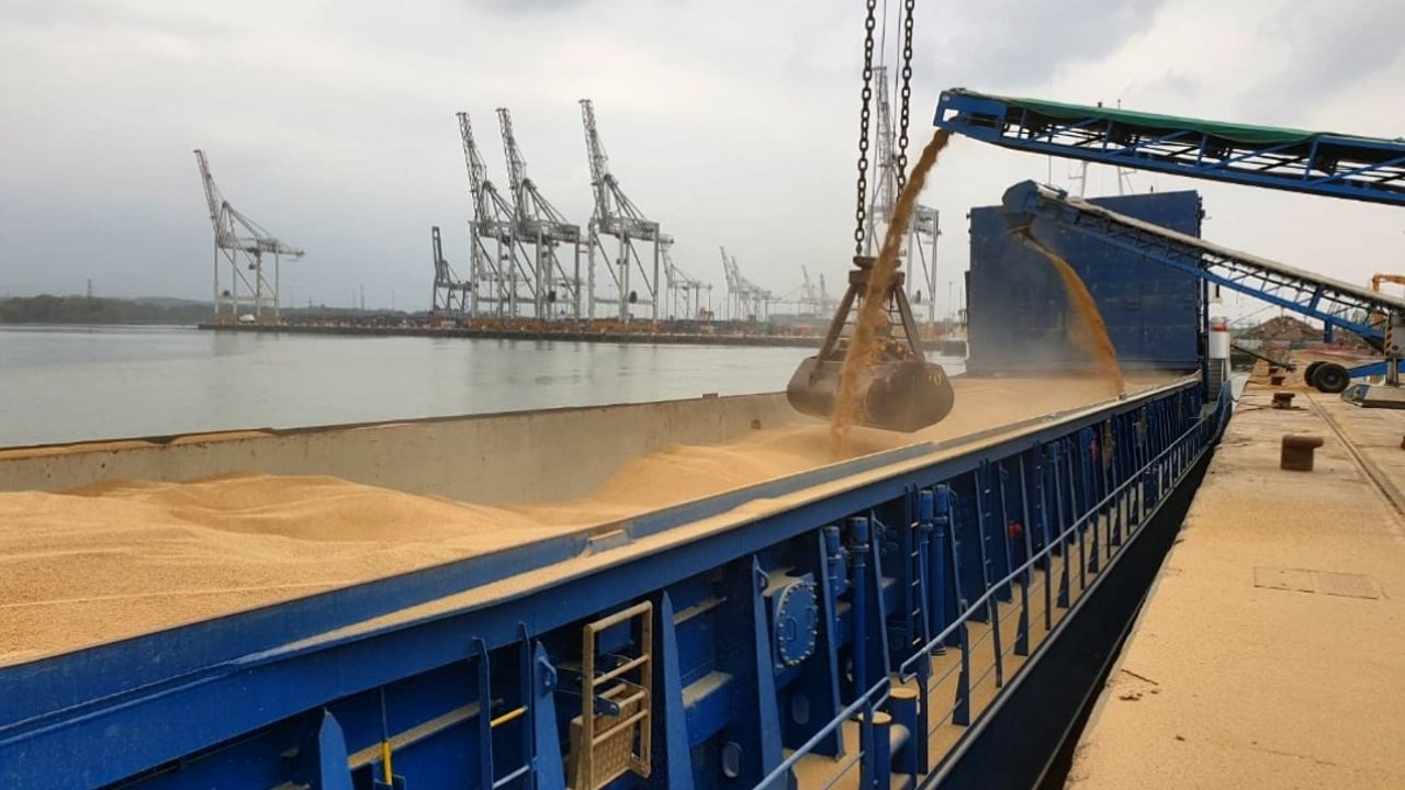Grain price: Wheat bounces back a little