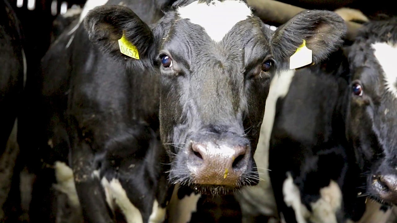 Dairy Advice: Dealing with ‘retained cleanings’ this spring