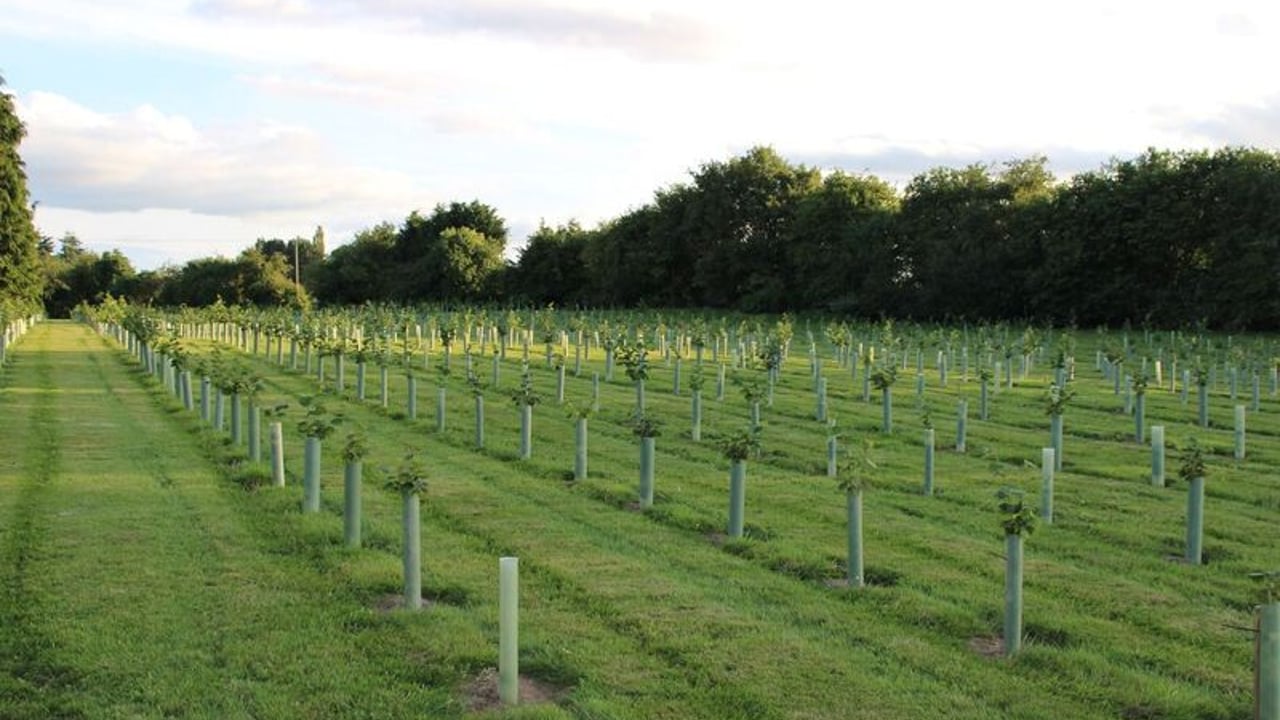 TFA raises concerns over tree planting notices
