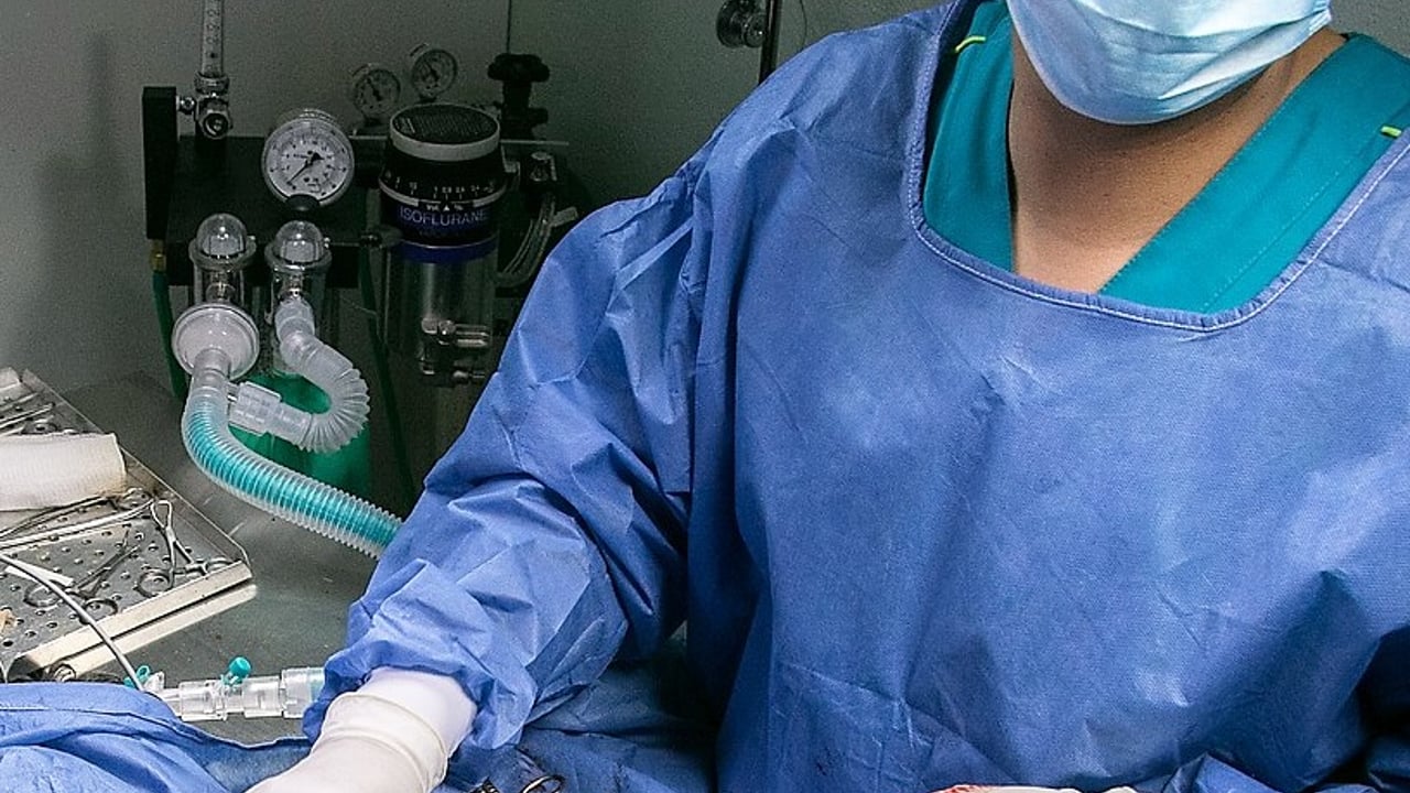 RCVS to survey vets and vet nurses on their experiences through Covid-19
