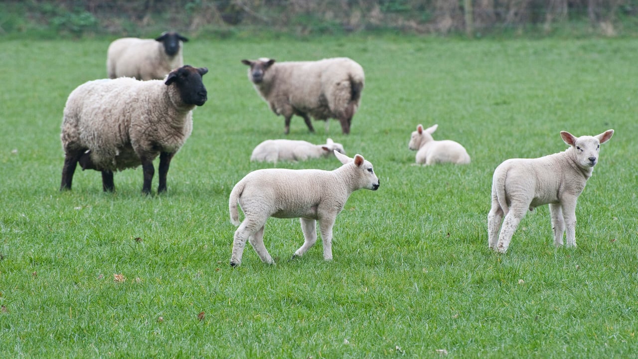 HCC raises concerns about declining lamb crop figures