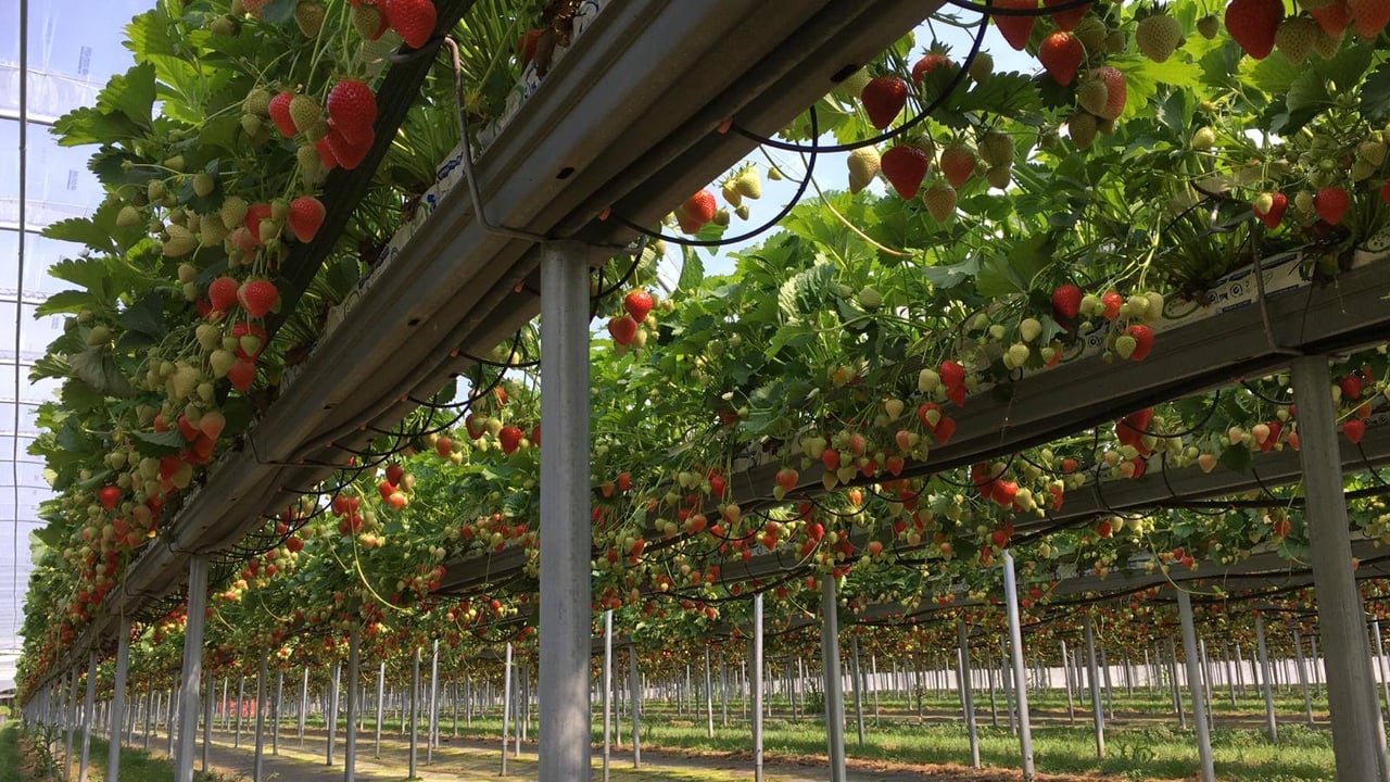 Beeswax Dyson to establish year-round British strawberry supply