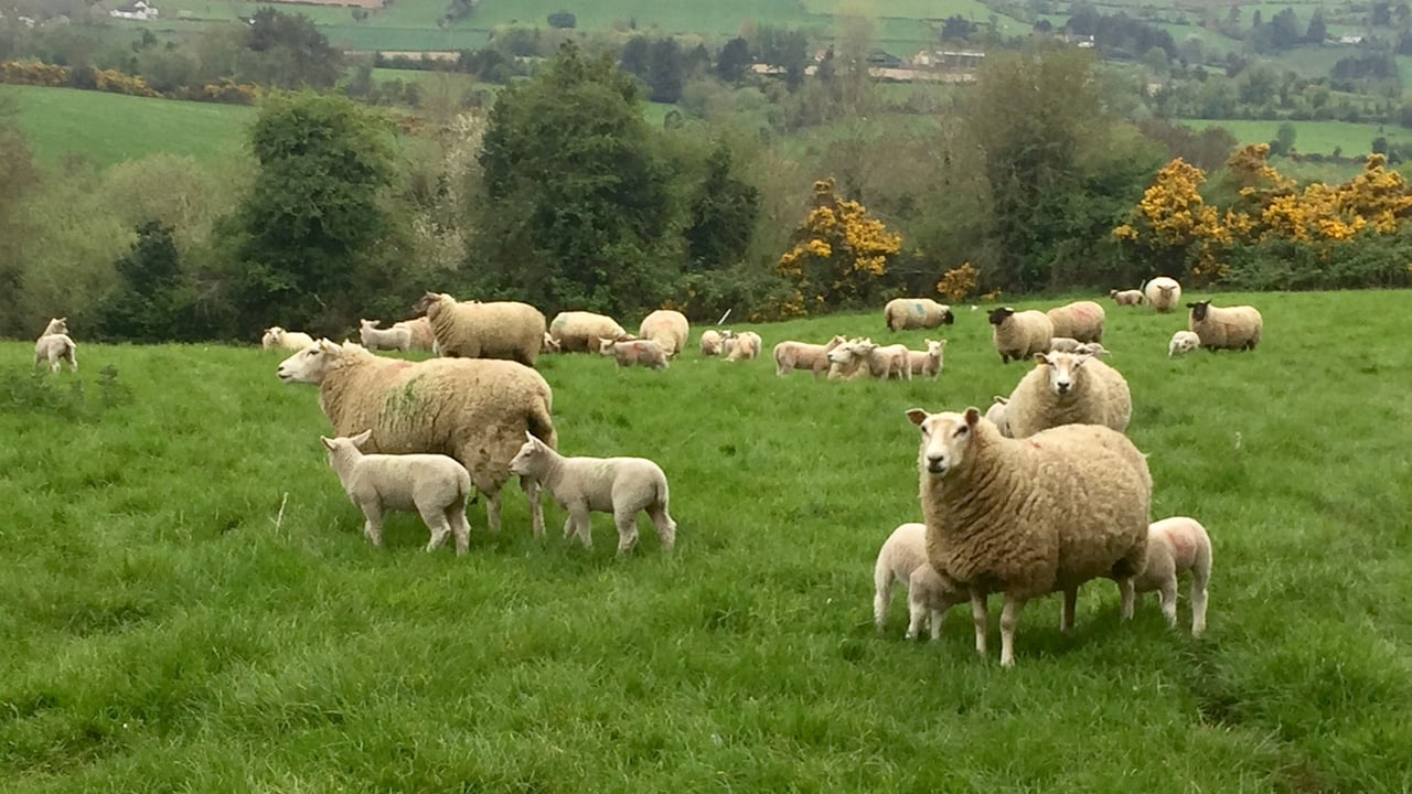 AHDB event to discuss late stage ewe pregnancy and rationing