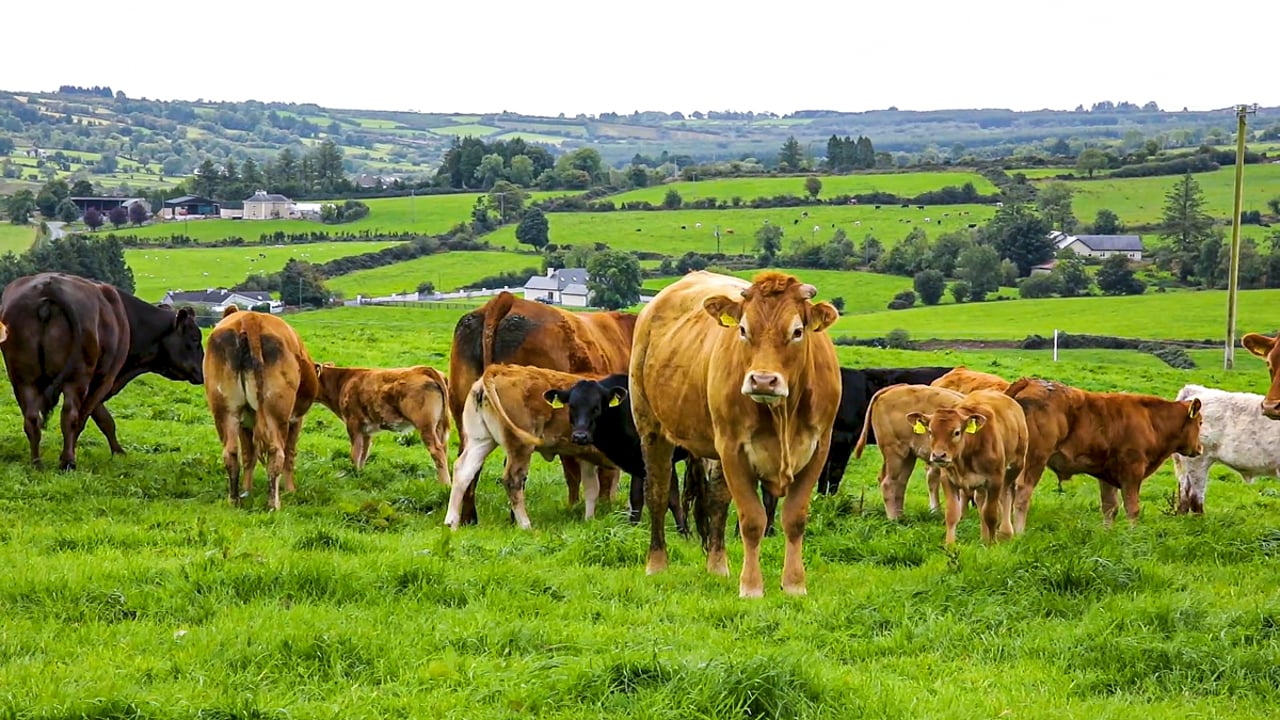 Study: Climate impact of UK beef cattle could be reduced by 26%