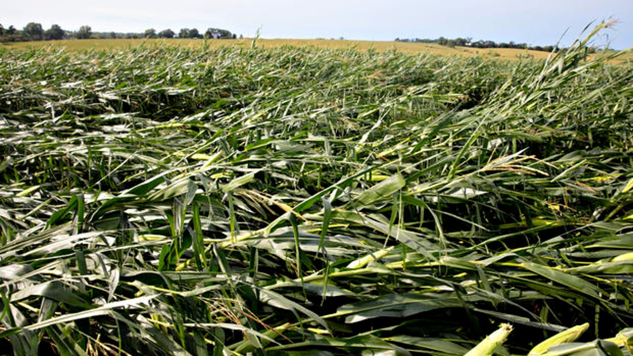 Winds topple US corn crops
