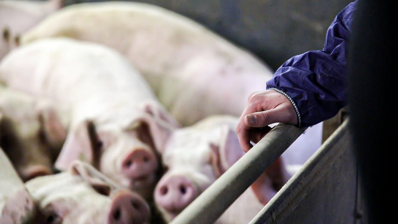 Weekly pig slaughterings hit new low for the year – NPA