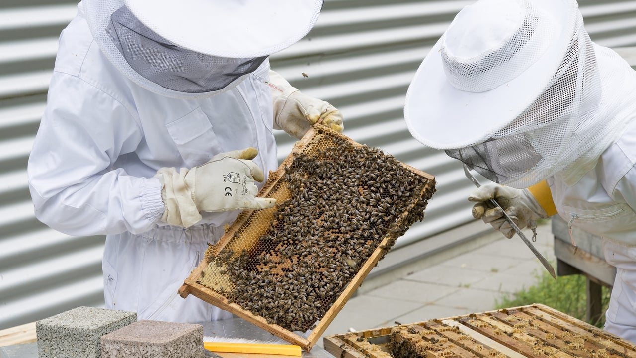 Defra launches the Healthy Bees Plan 2030 to help protect honey bees