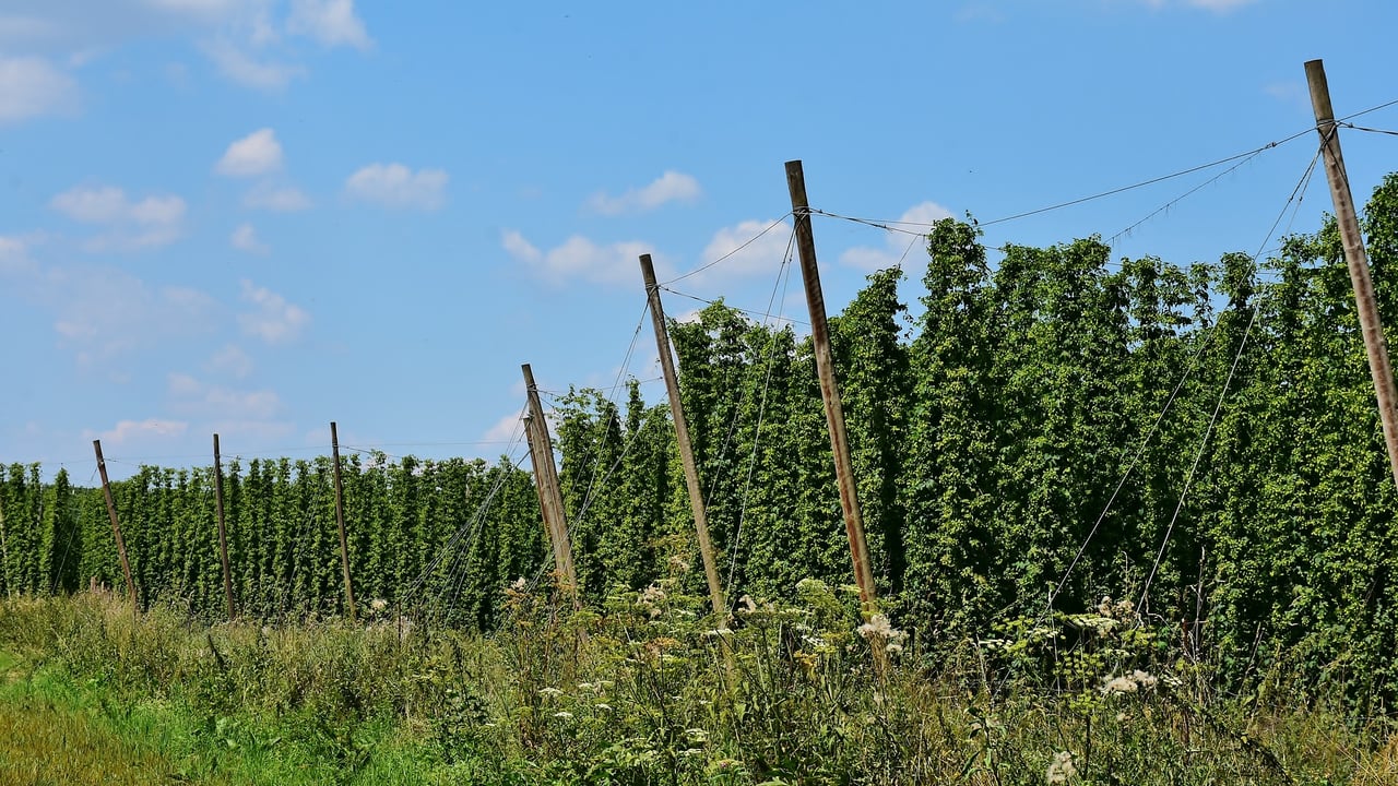 Hop growers left questioning their viability after drop in demand due to Covid-19