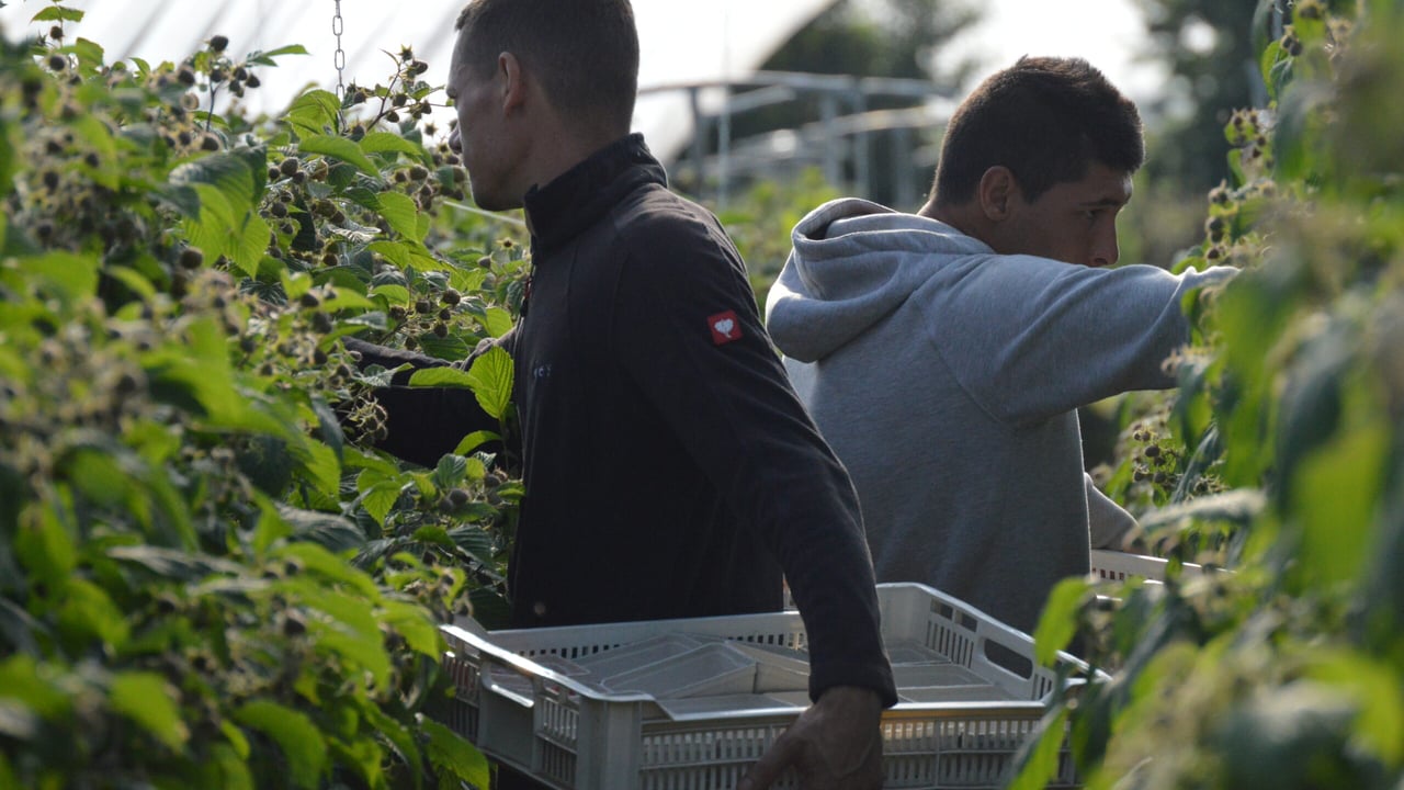 £22m worth of fruit and veg wasted due to labour shortage