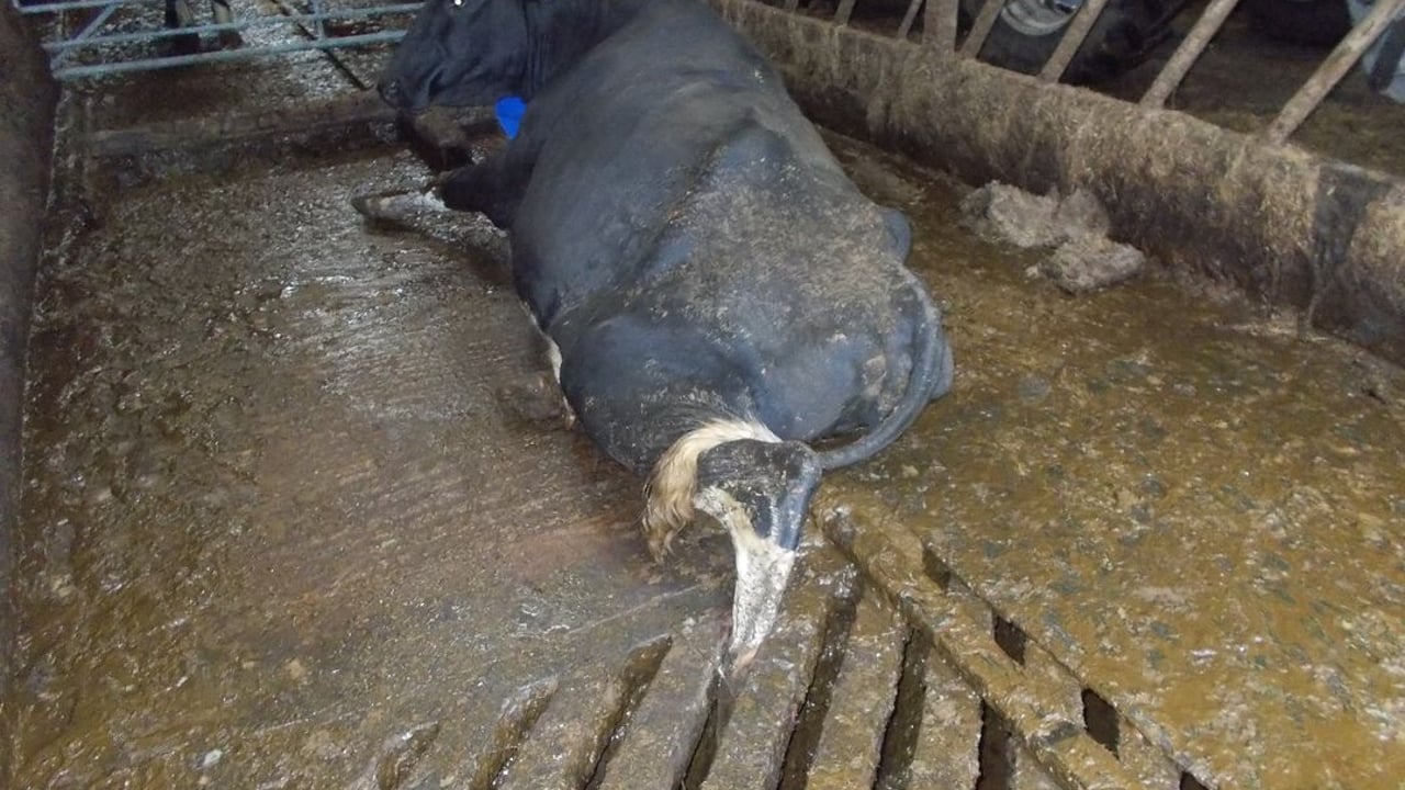 Firefighters called in to rescue cow stuck in grating