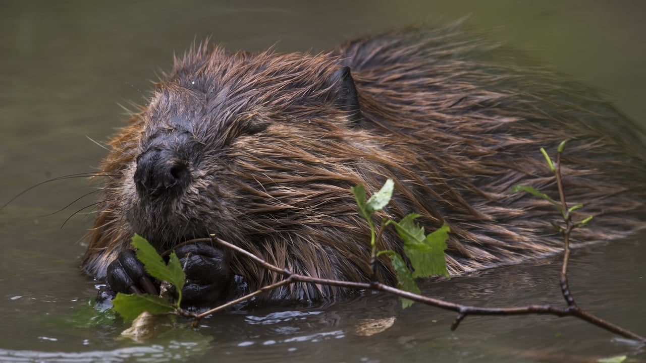 NFU urges members to partake in beaver survey