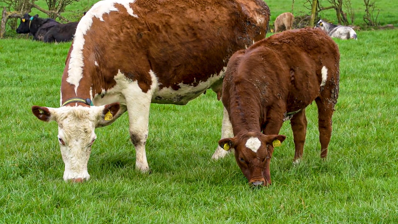 SSBSS payments underway for Scottish farmers