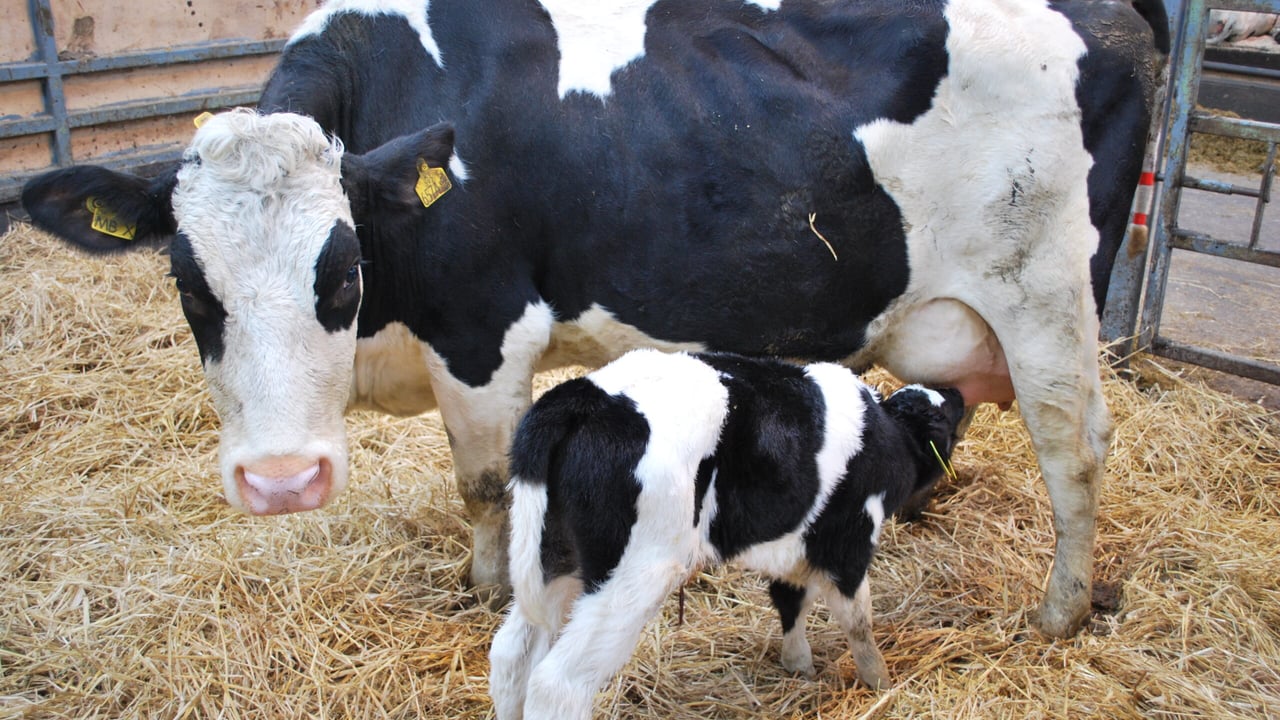 What is Johne’s disease?