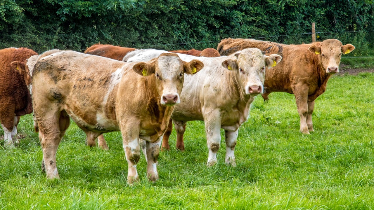 ‘Continued speculation’ as to how Labour policies will affect rural sector – Saffrey