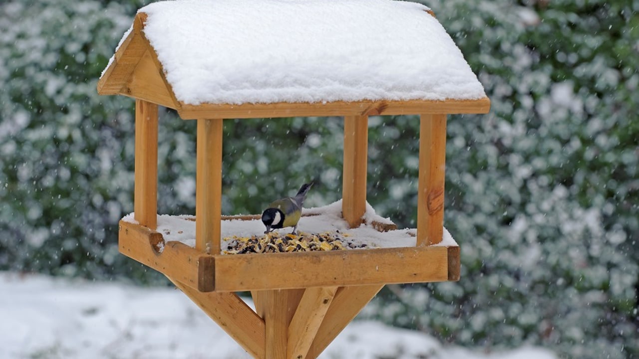 A Christmas feast for your garden birds