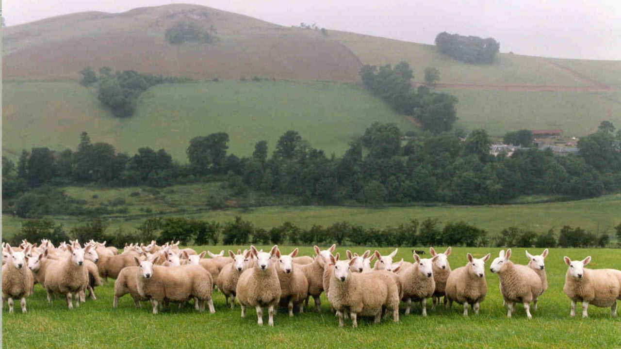 Welsh farmers reminded to complete annual sheep and goat inventory from
