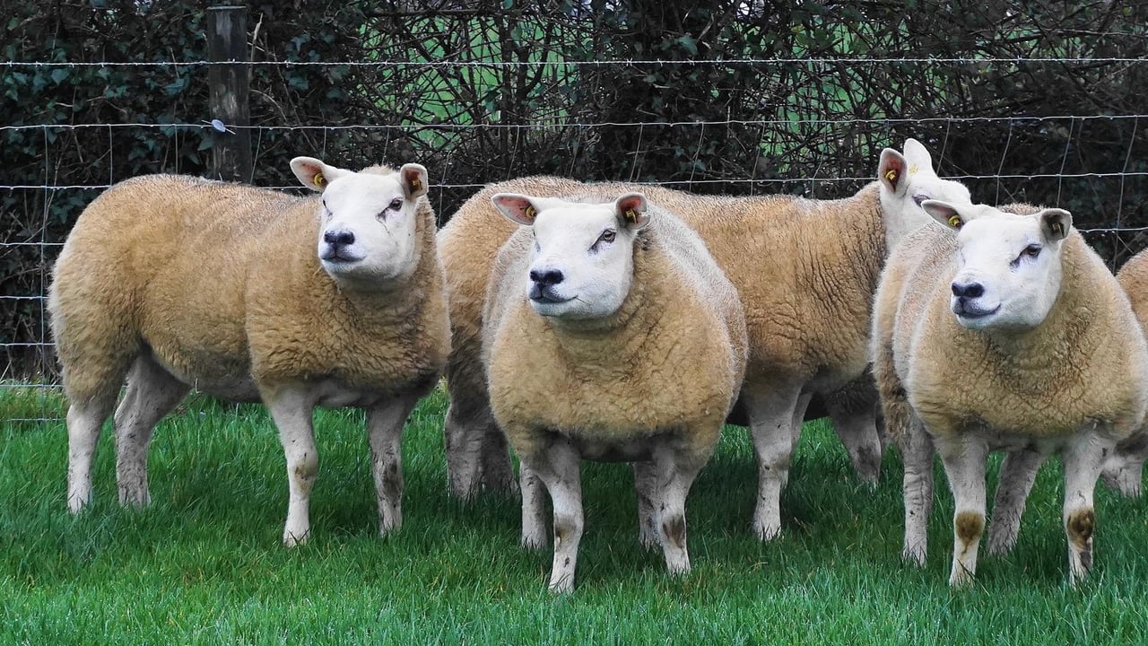 Scottish Texel breeder wins award for his contribution to the breed
