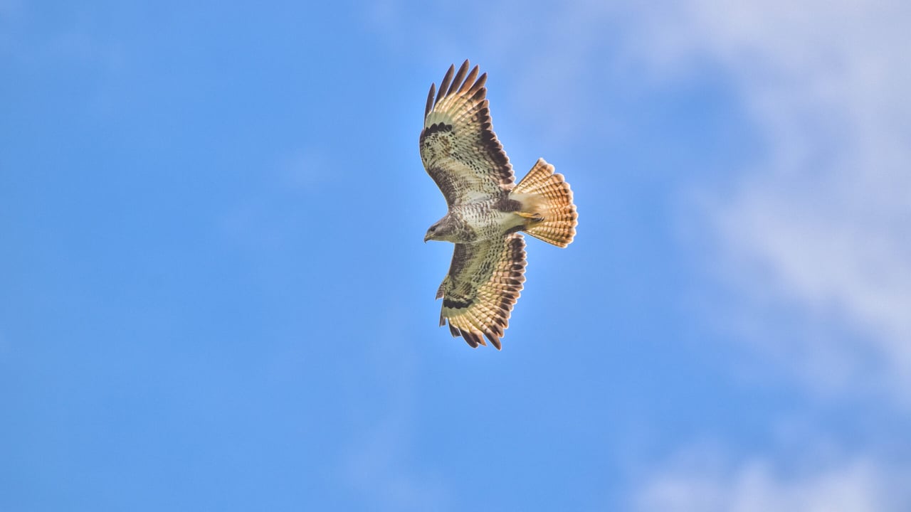 NFU Cymru welcomes High Court ruling on general licences for bird control