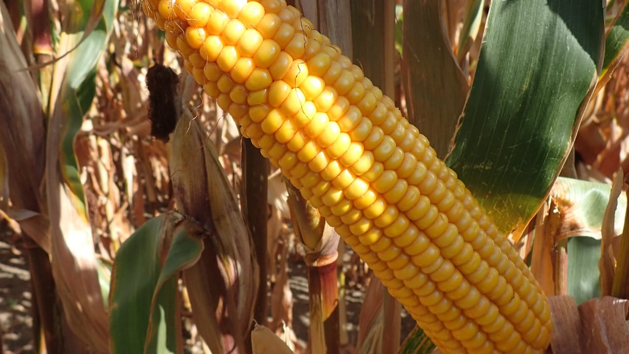 Latest results show very high yield potential for newest Pioneer maize variety