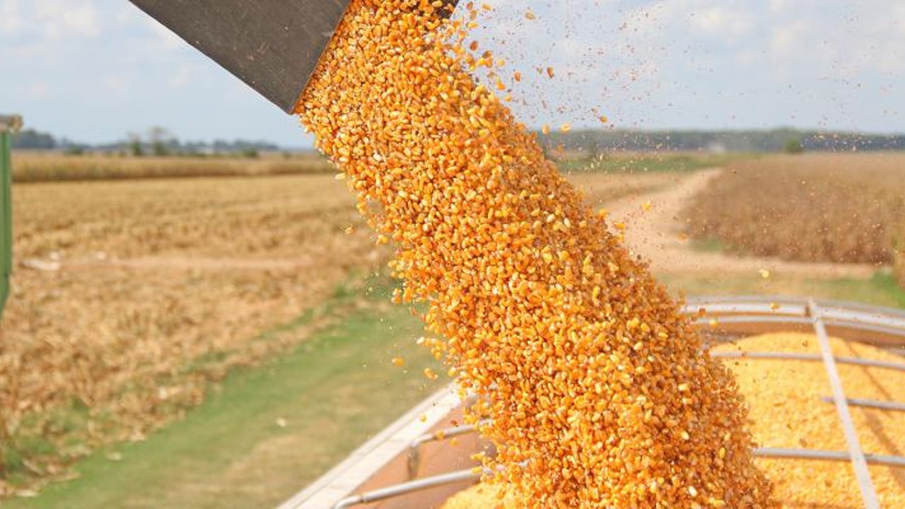 Argentina lifts corn exports ban and introduces 30,000t daily sales cap